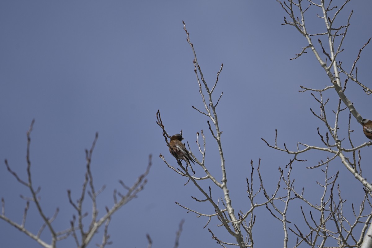 Gray-crowned Rosy-Finch - ML634469764