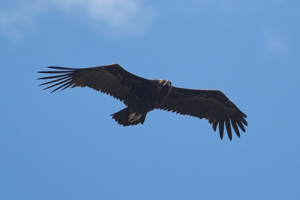 Cinereous Vulture - ML634469817