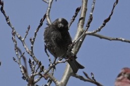 Black Rosy-Finch - ML634469820