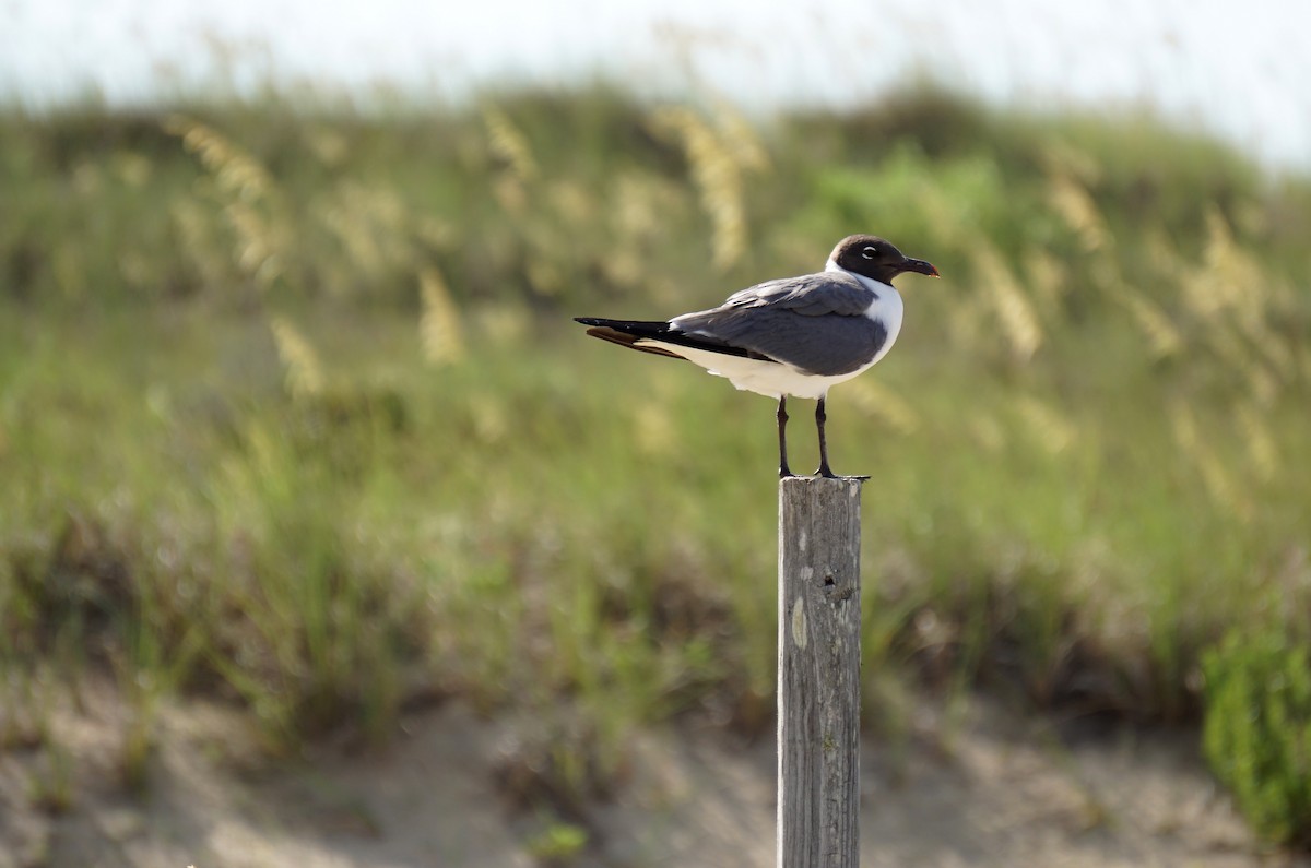 Laughing Gull - ML634469851