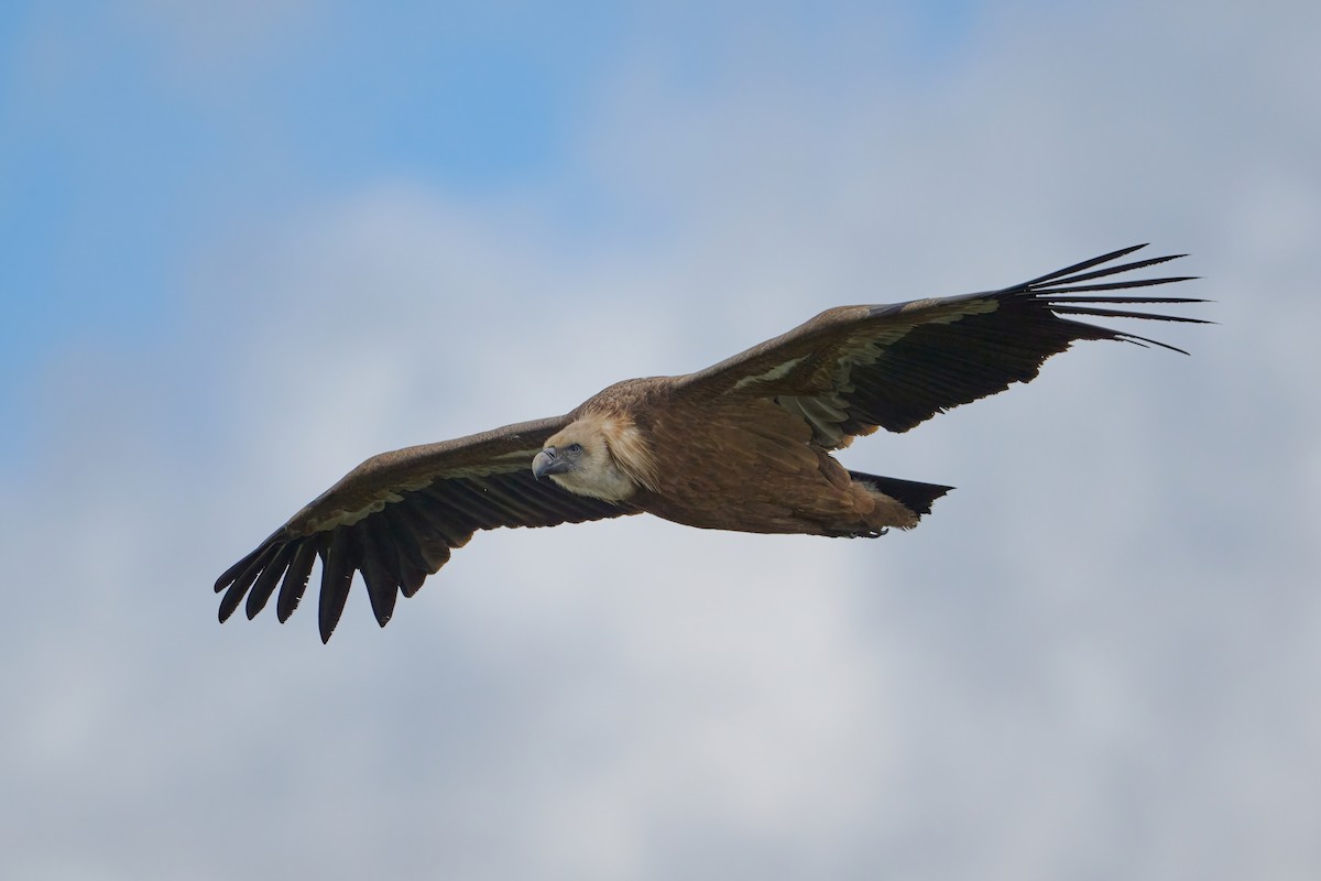 Eurasian Griffon - ML634469884