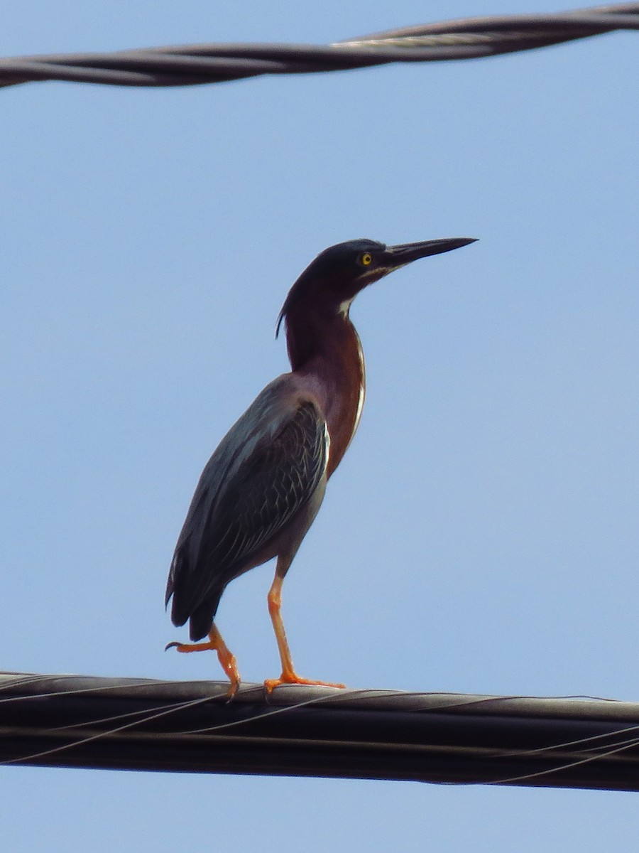 Green Heron - ML634469901