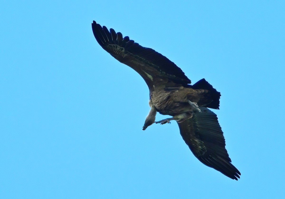 Eurasian Griffon - ML634469980