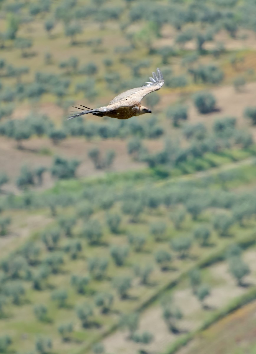 Eurasian Griffon - ML634469981