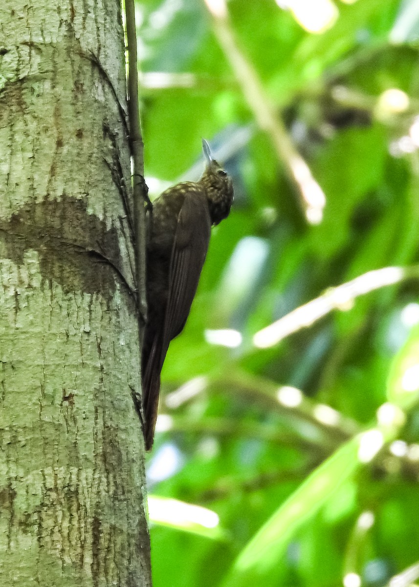 Piping Woodcreeper - ML634470054