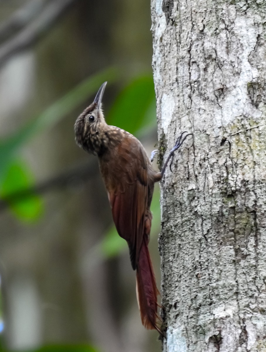 Piping Woodcreeper - ML634470063