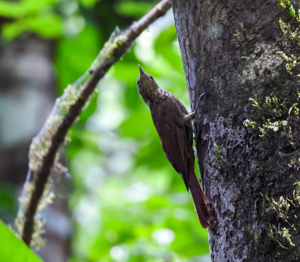Piping Woodcreeper - ML634470064