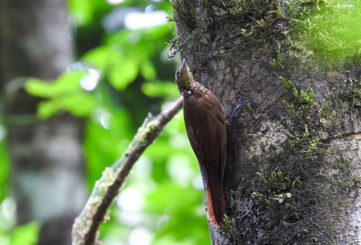 Piping Woodcreeper - ML634470066