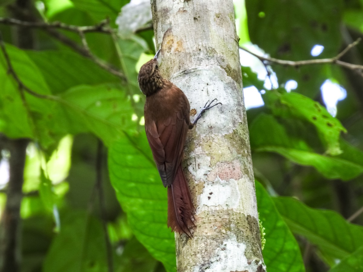 Piping Woodcreeper - ML634470069