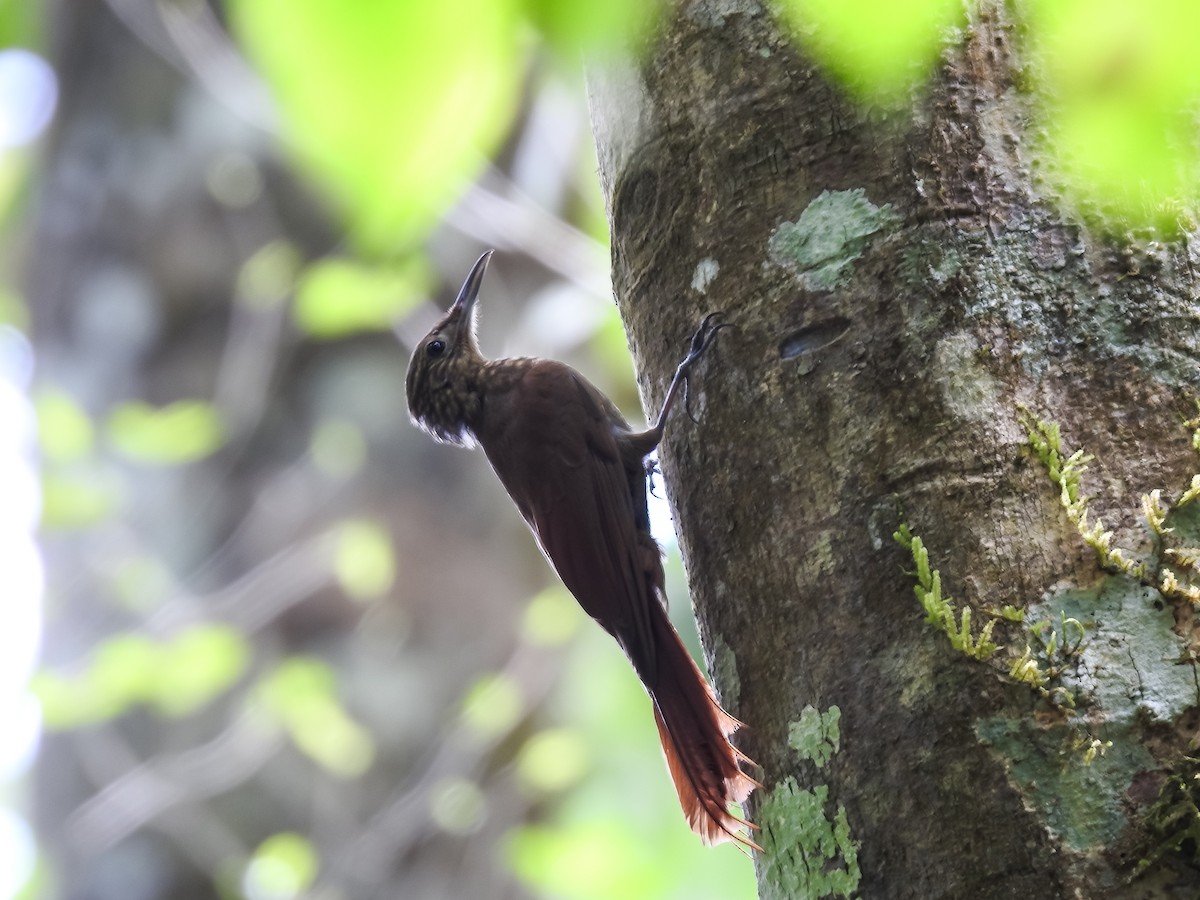 Piping Woodcreeper - ML634470070