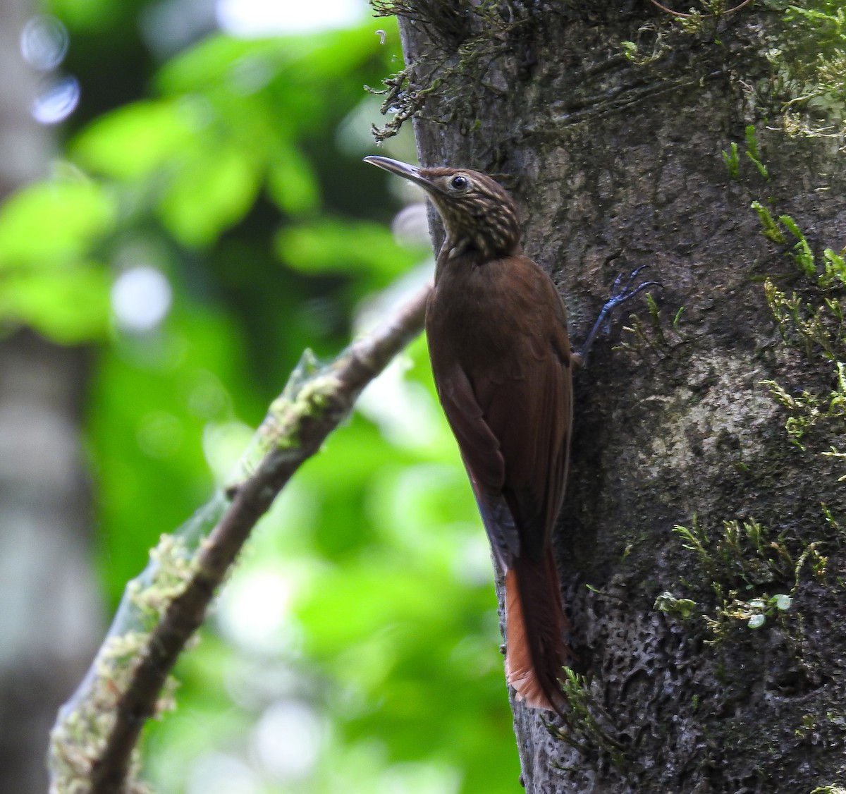 Piping Woodcreeper - ML634470072