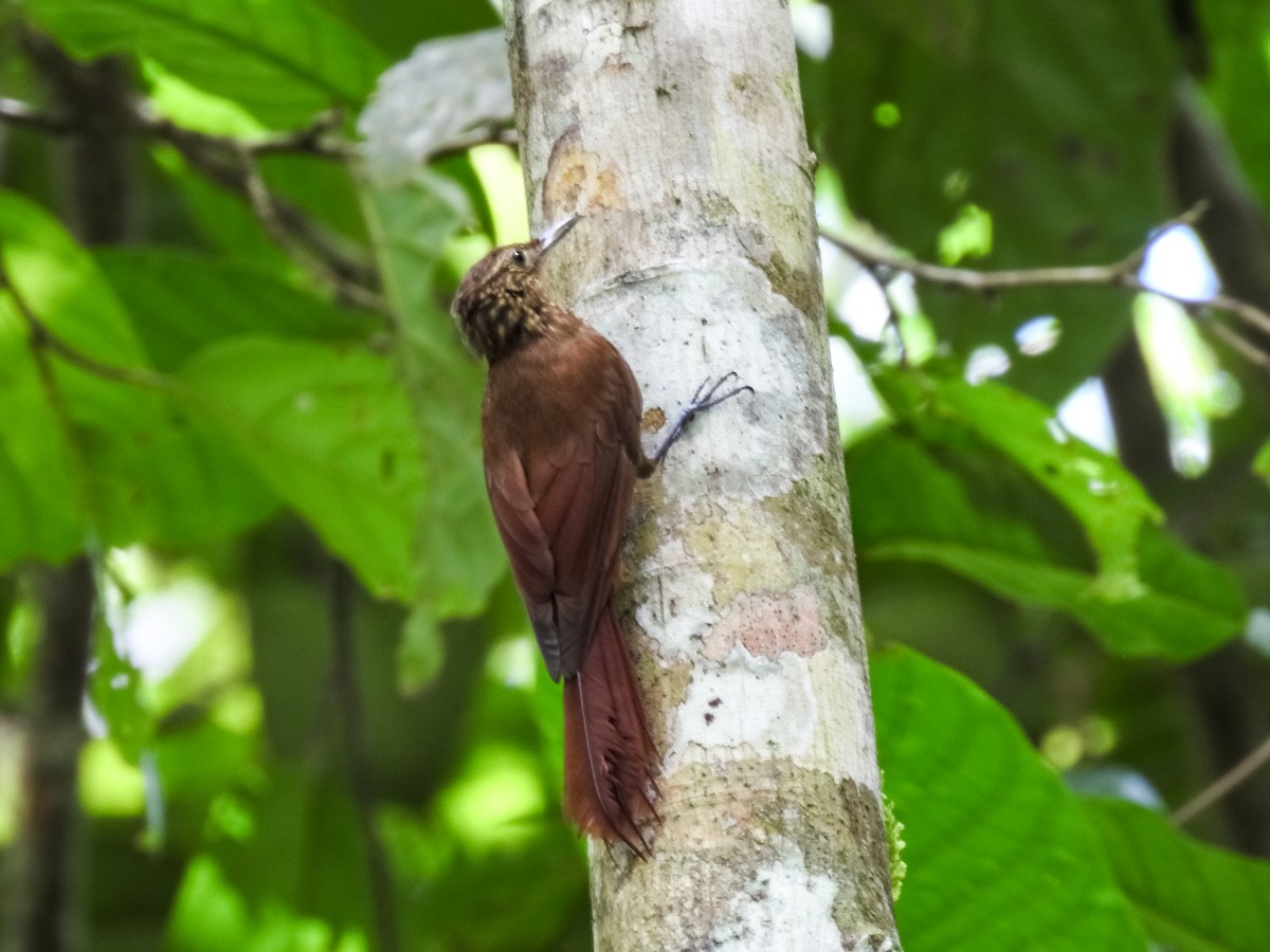 Piping Woodcreeper - ML634470074