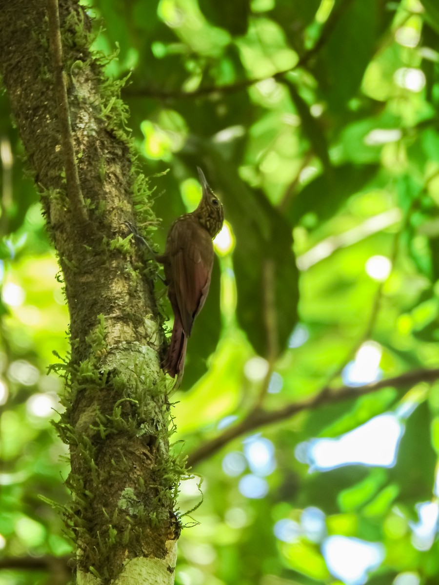 Piping Woodcreeper - ML634470075