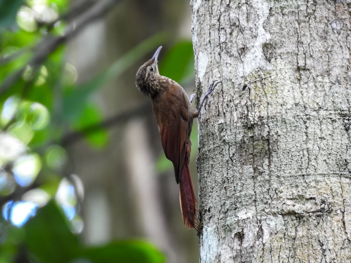 Piping Woodcreeper - ML634470080