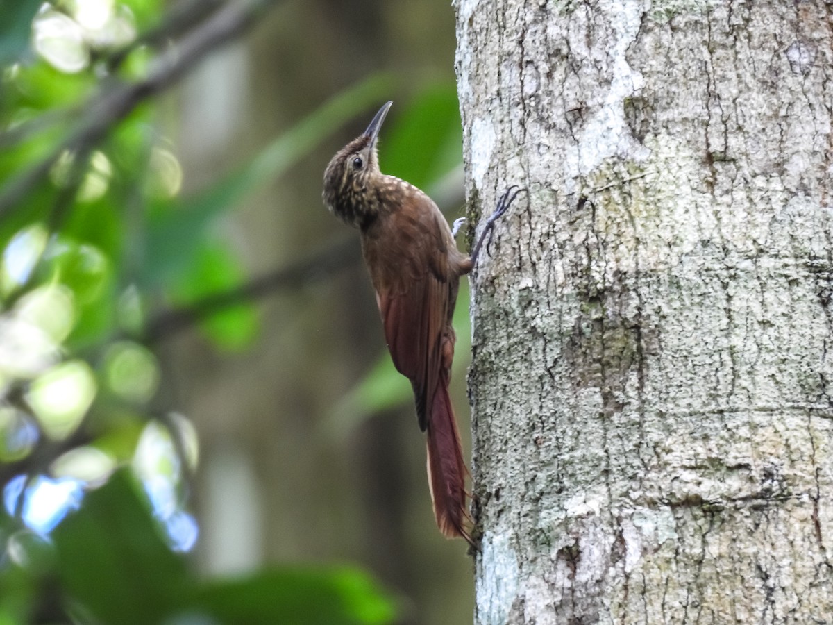Piping Woodcreeper - ML634470084