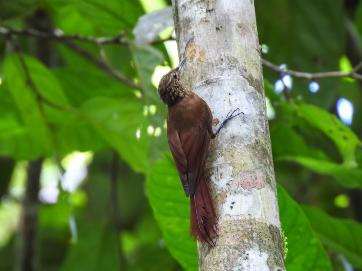 Piping Woodcreeper - ML634470086