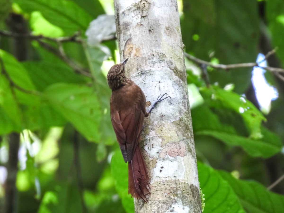 Piping Woodcreeper - ML634470087