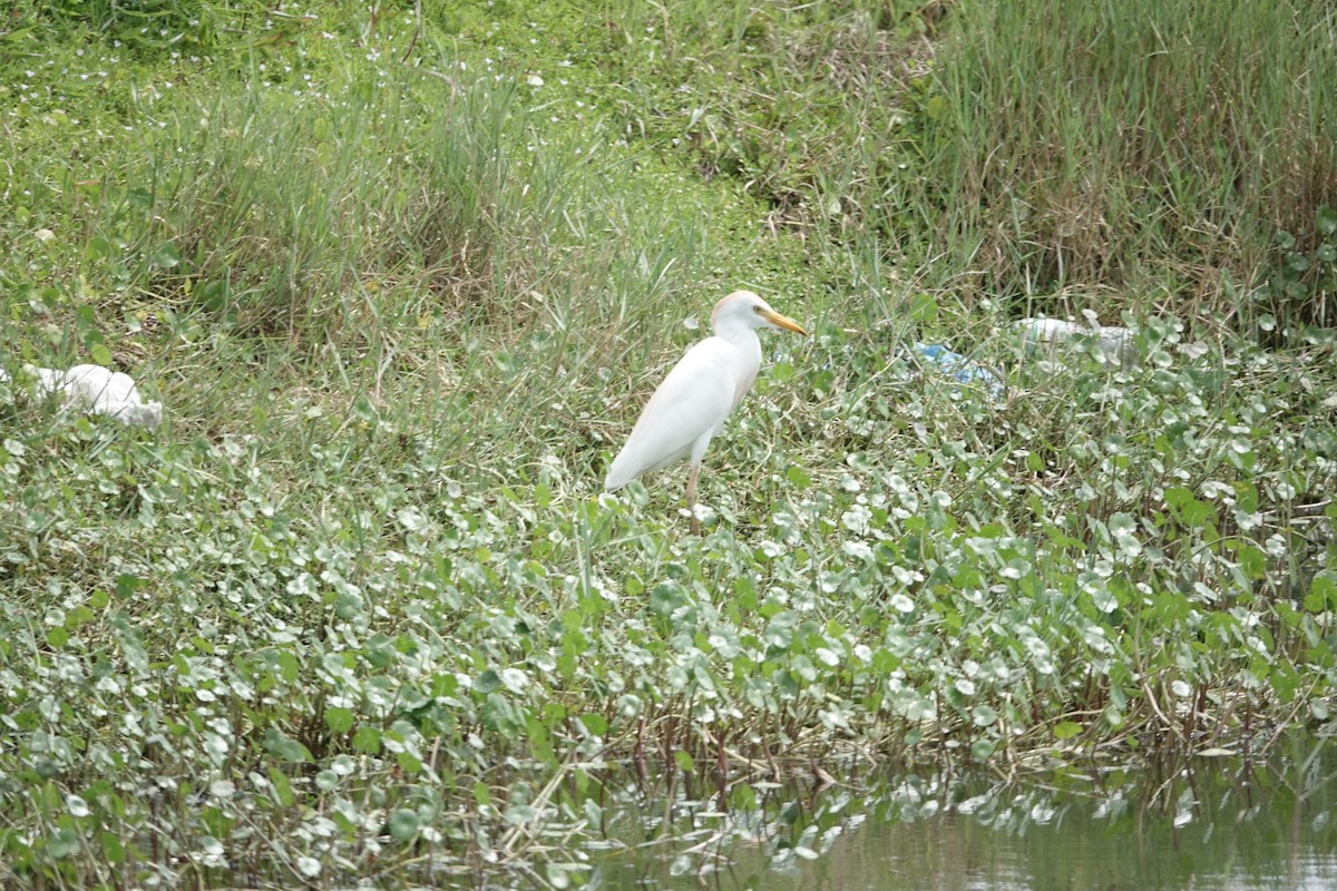 Western Cattle-Egret - ML634470116