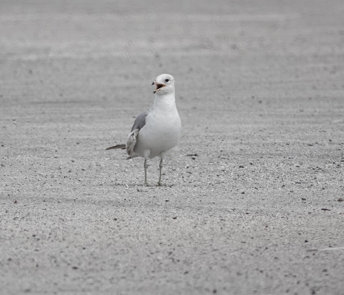 Ring-billed Gull - ML634470144