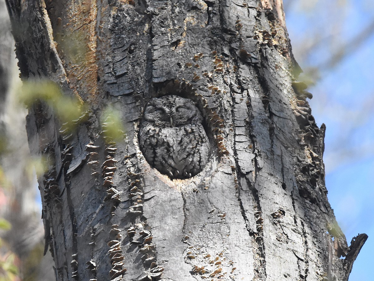 Eastern Screech-Owl - ML634470151