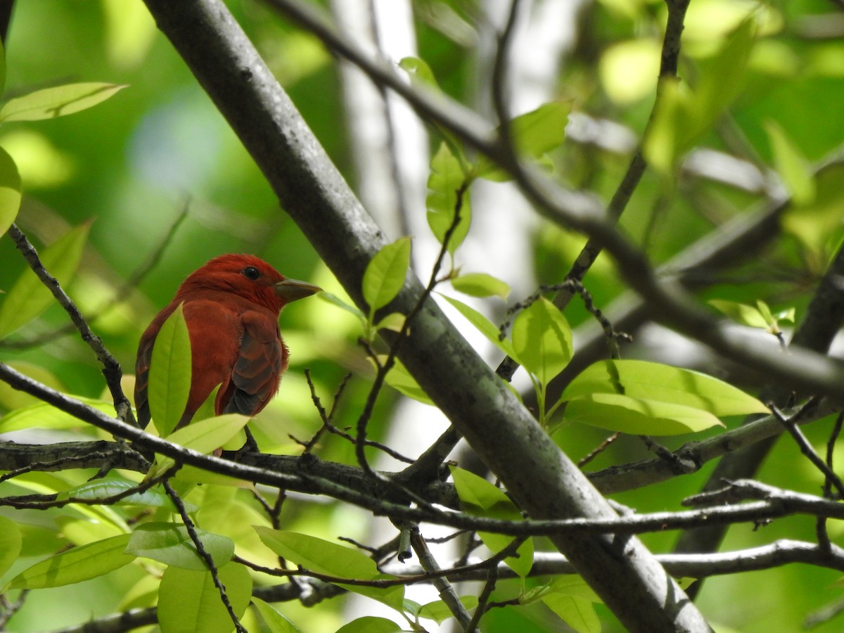 Summer Tanager - ML634470168