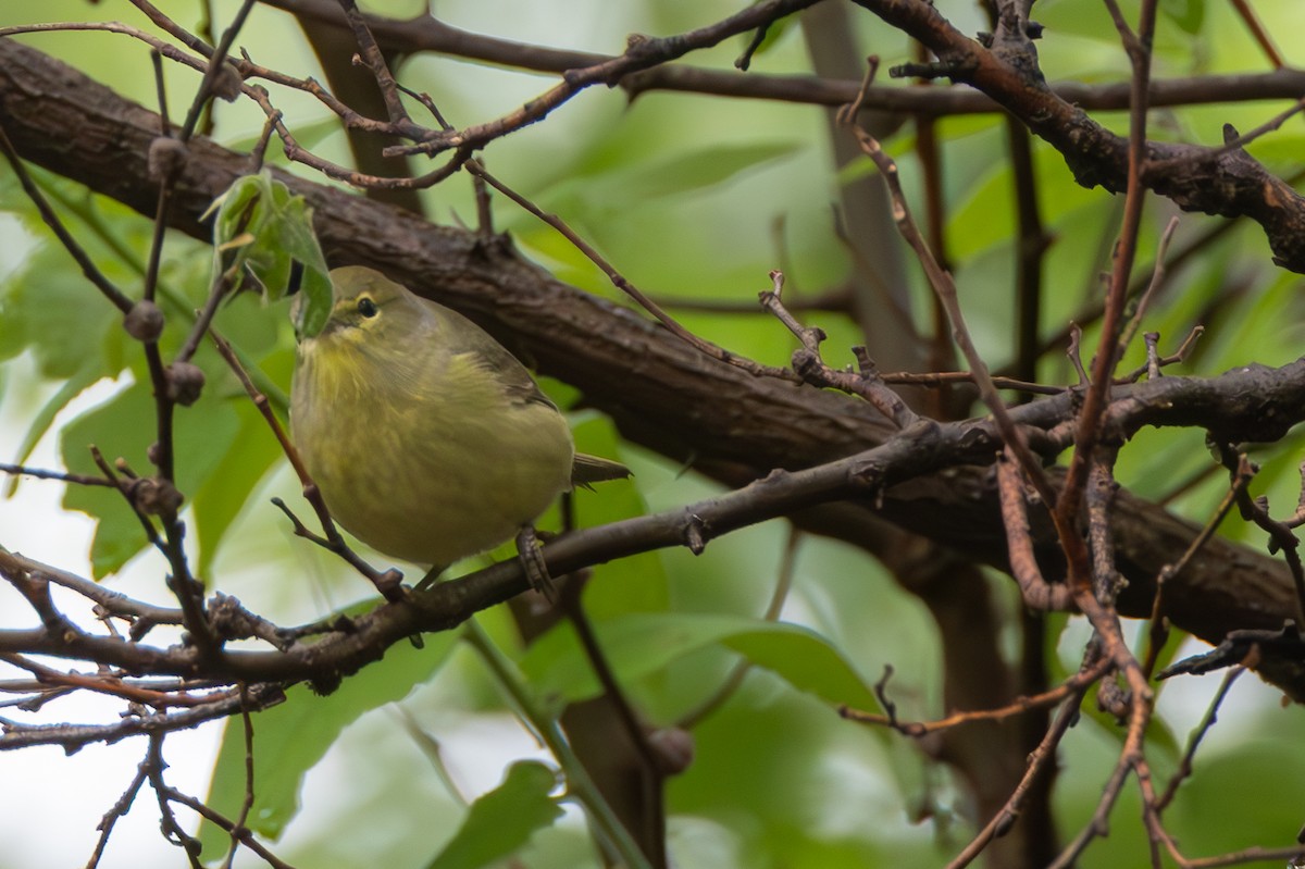 Orange-crowned Warbler - ML634470174