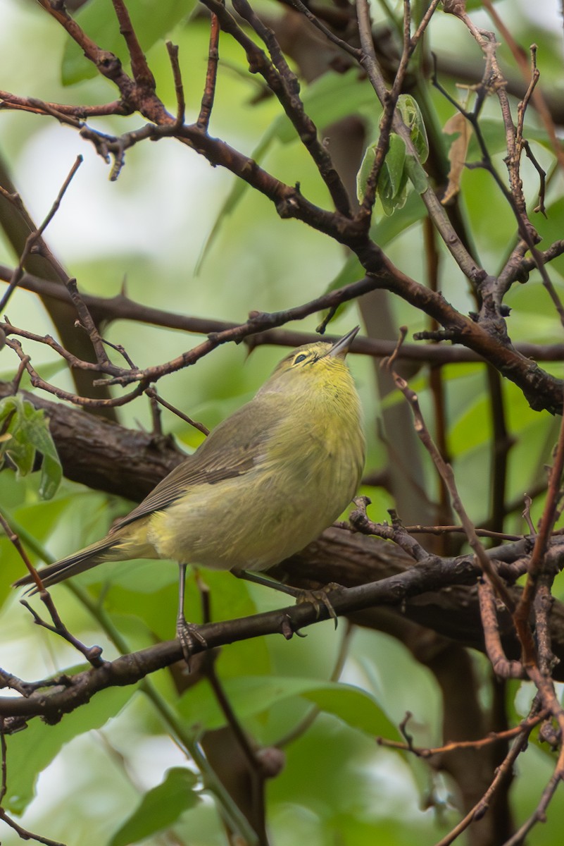 Orange-crowned Warbler - ML634470175