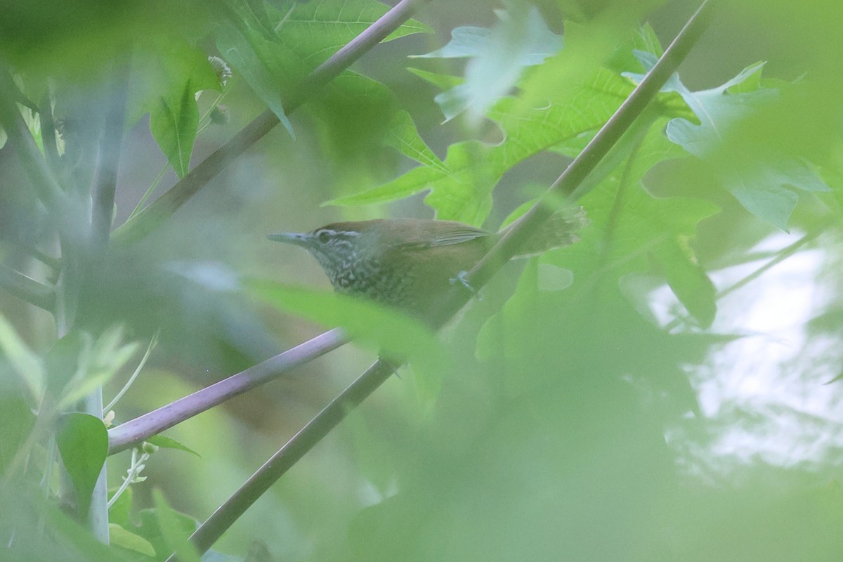 Spot-breasted Wren - ML634470377