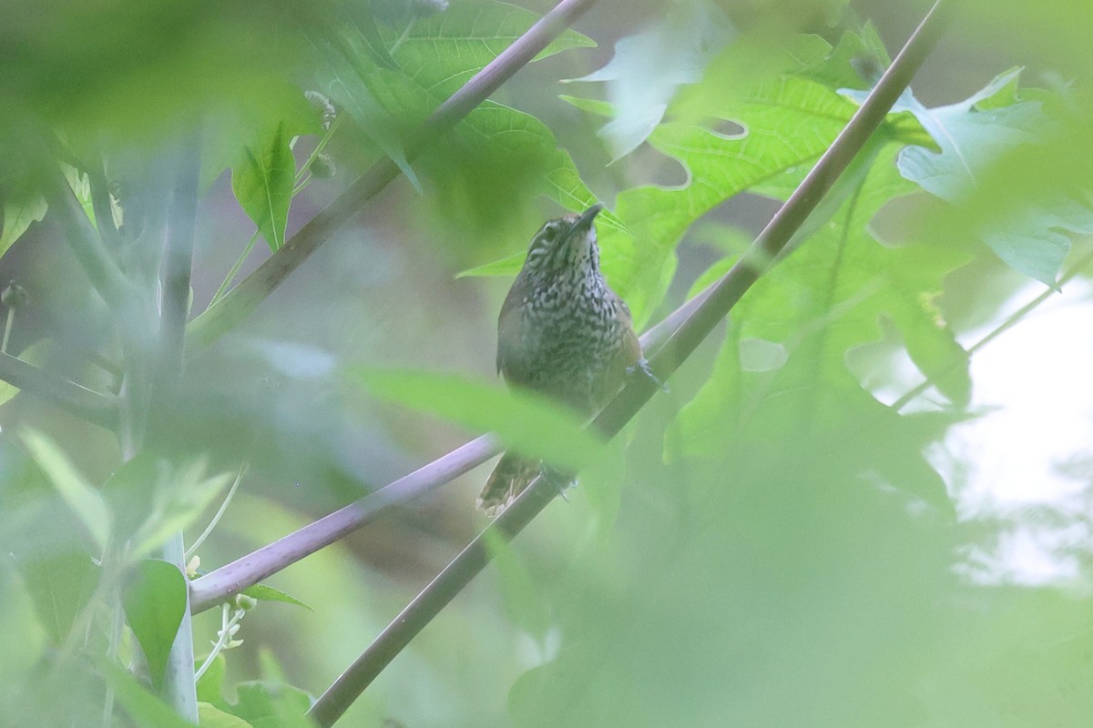 Spot-breasted Wren - ML634470378