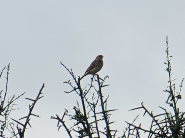 Pipit cafre - ML634470567