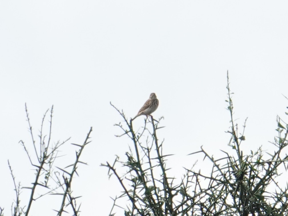 Pipit cafre - ML634470589