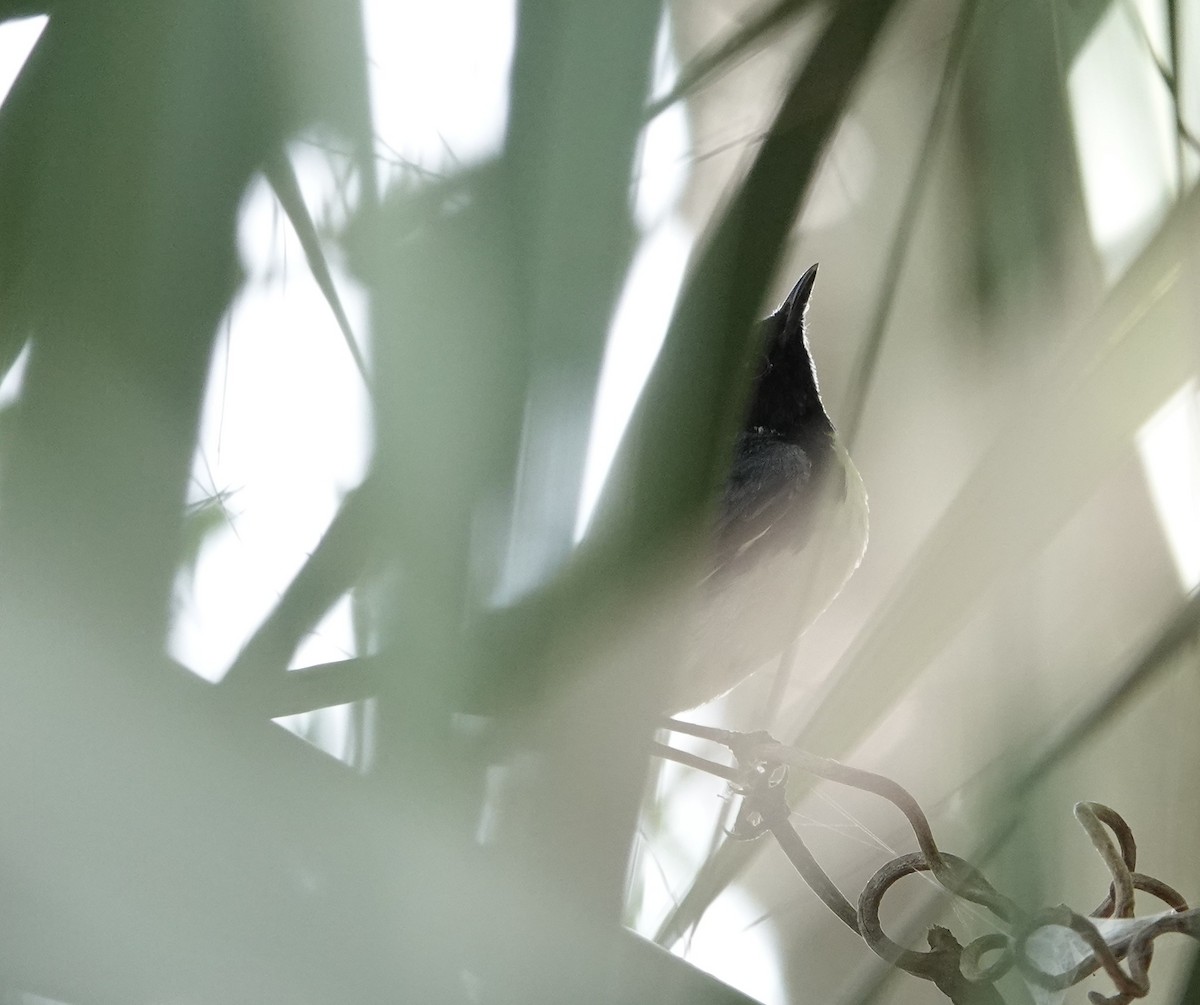 Black-throated Blue Warbler - ML634470605