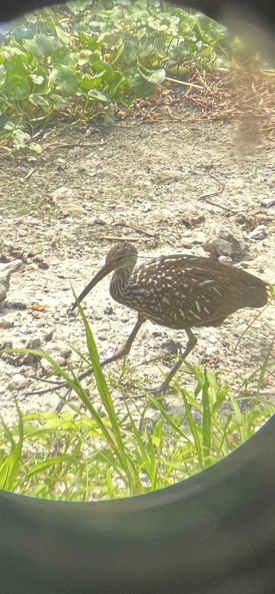 Limpkin - ML634470655