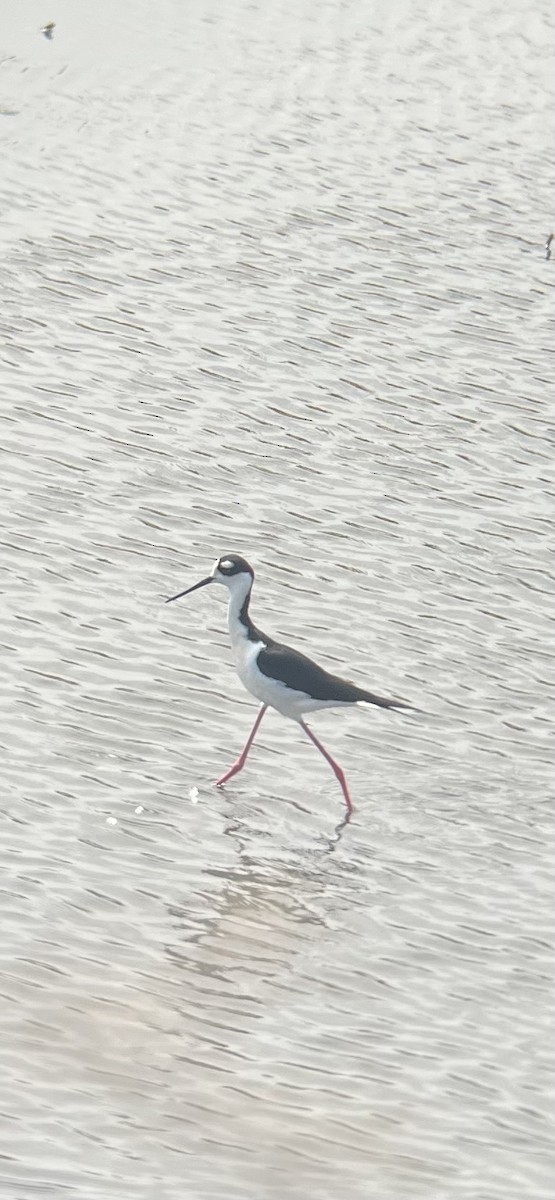 Black-necked Stilt - ML634470666
