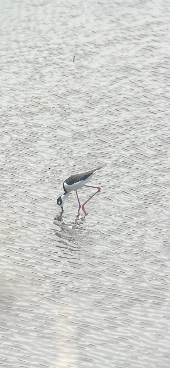 Black-necked Stilt - ML634470667