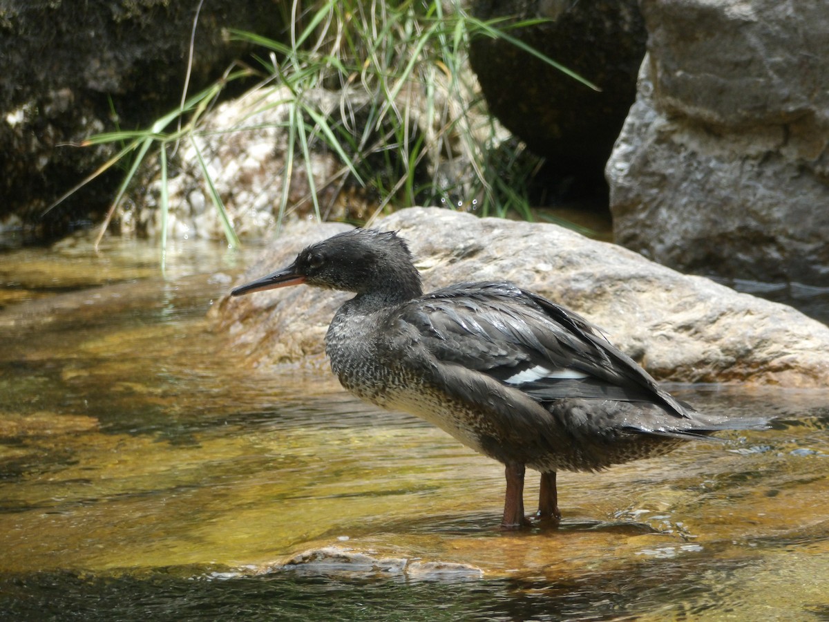 Brazilian Merganser - ML634470679