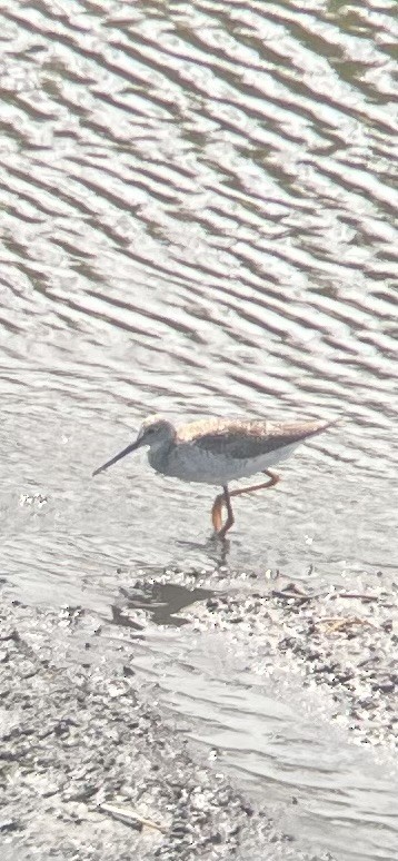 Greater Yellowlegs - ML634470706