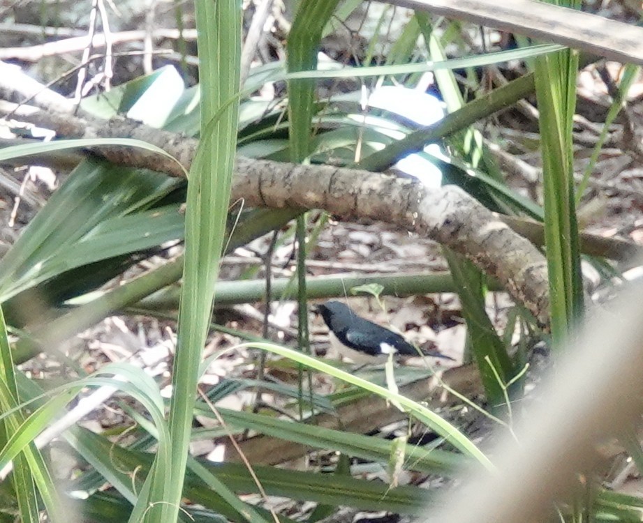 Black-throated Blue Warbler - ML634470711