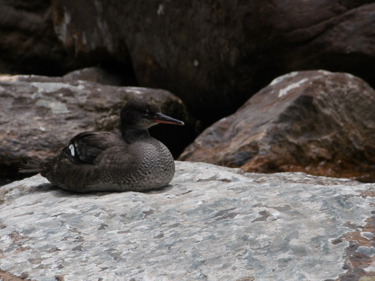 Brazilian Merganser - ML634470715