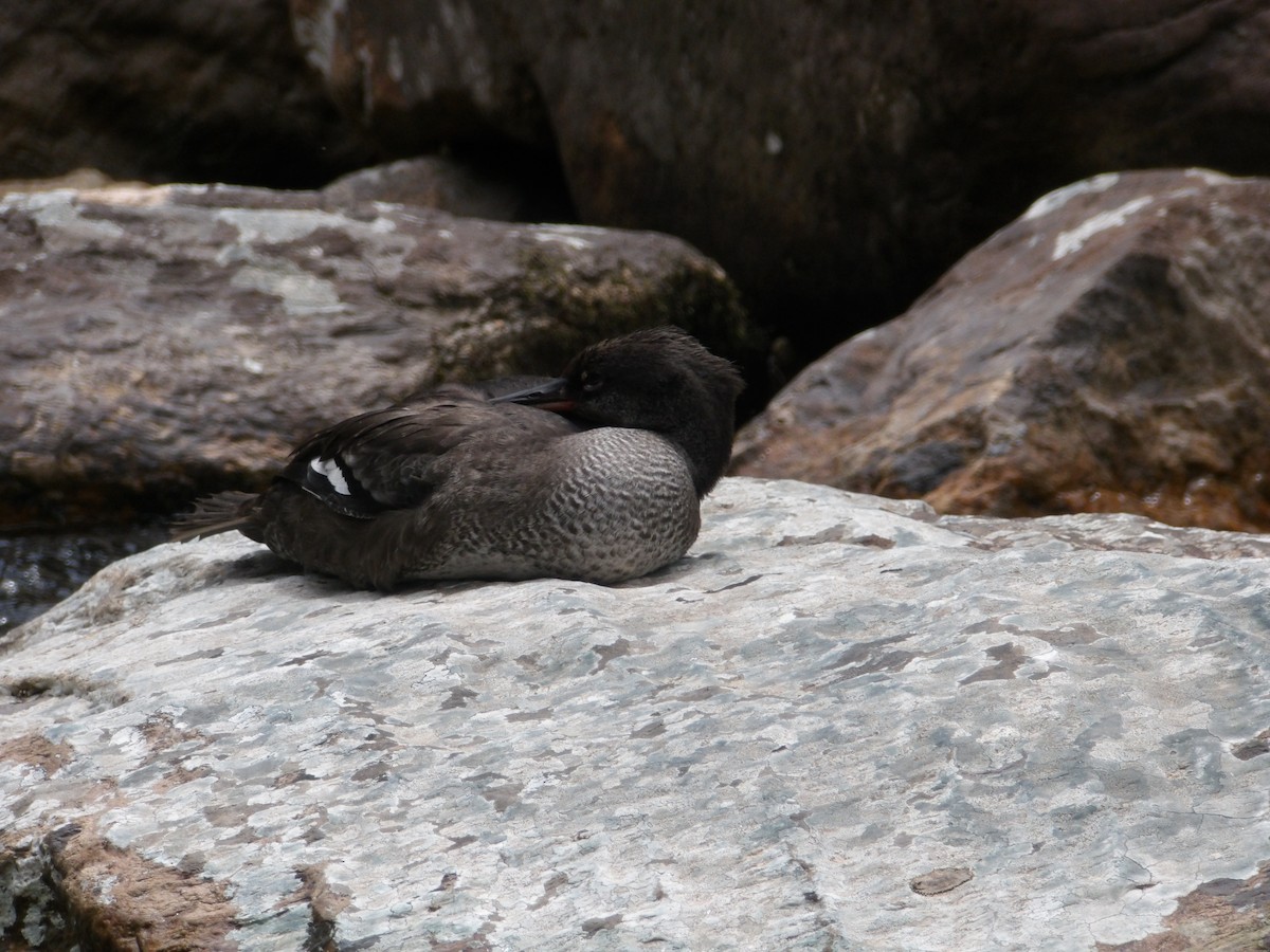Brazilian Merganser - ML634470716