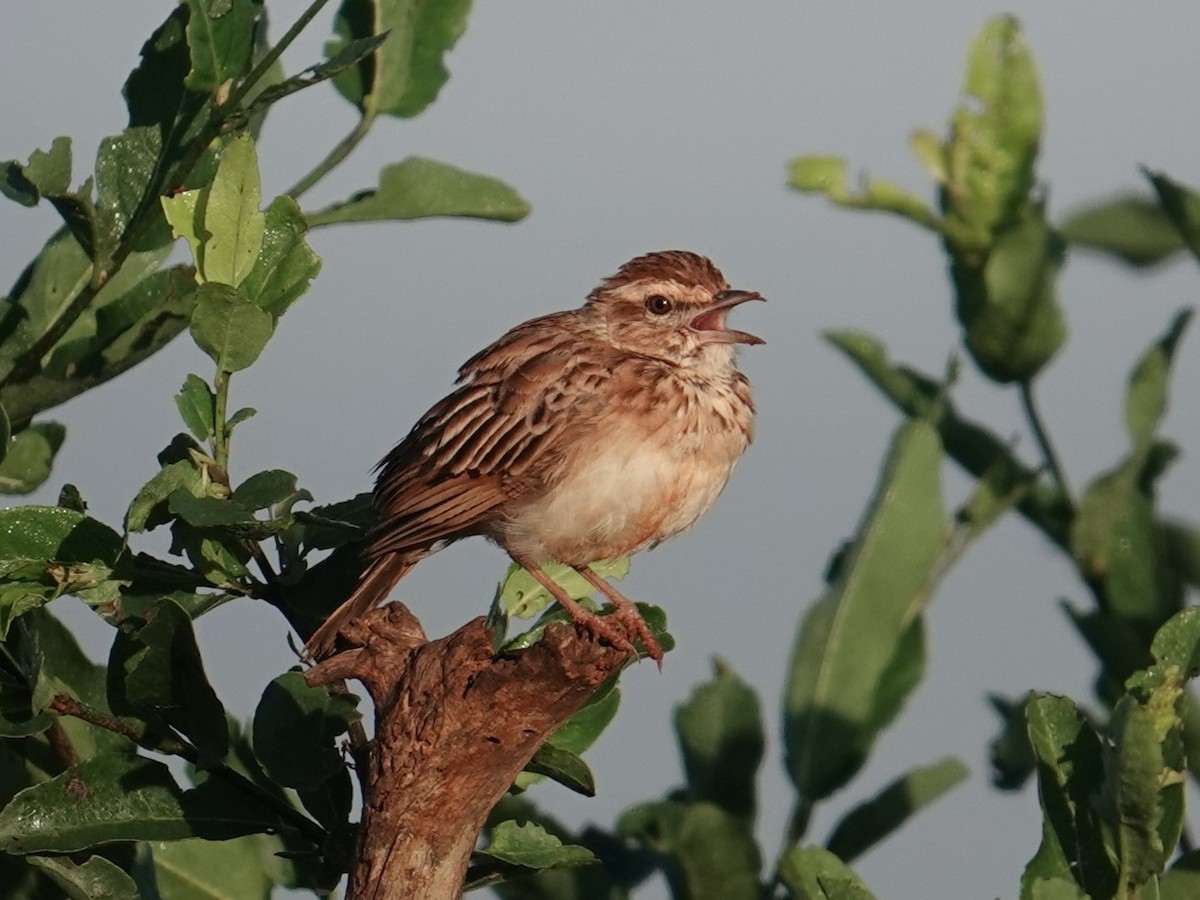 Fawn-colored Lark (Foxy) - ML634470720