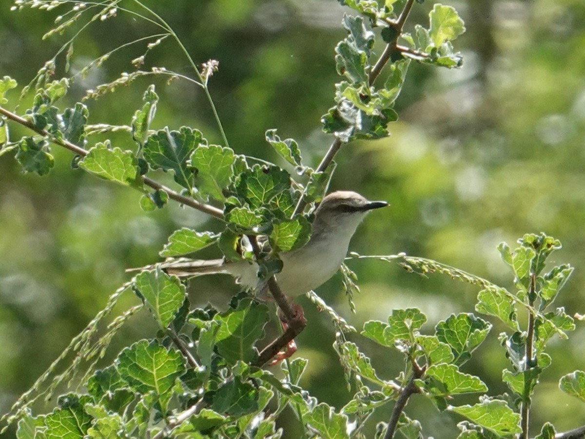 Pale Prinia - ML634470742