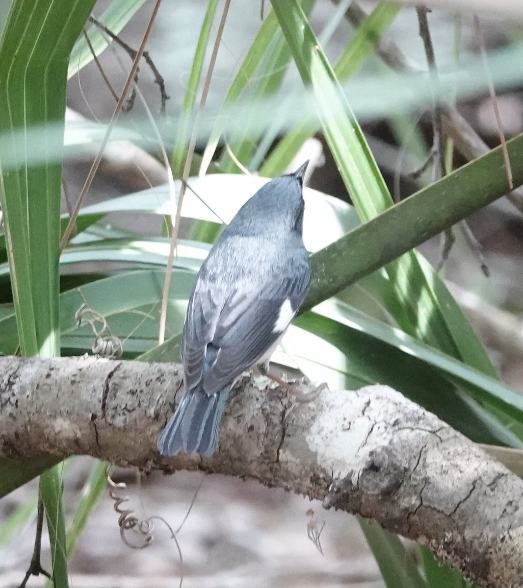 Black-throated Blue Warbler - ML634470766