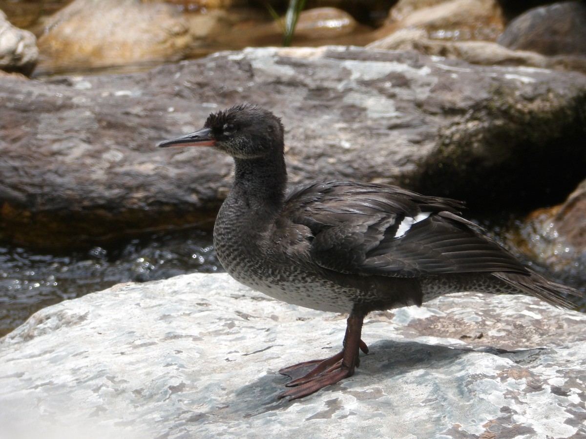 Brazilian Merganser - ML634470789