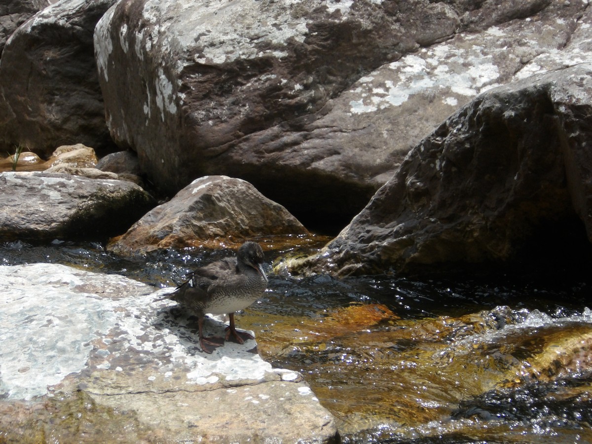 Brazilian Merganser - ML634470790