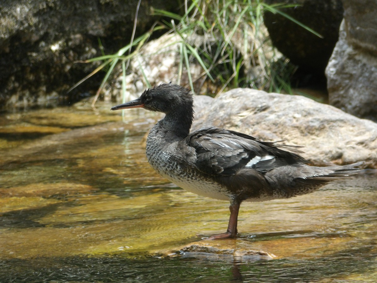 Brazilian Merganser - ML634470791