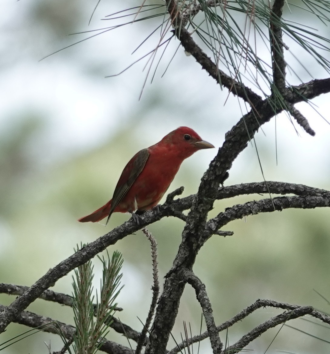 Summer Tanager - ML634470840