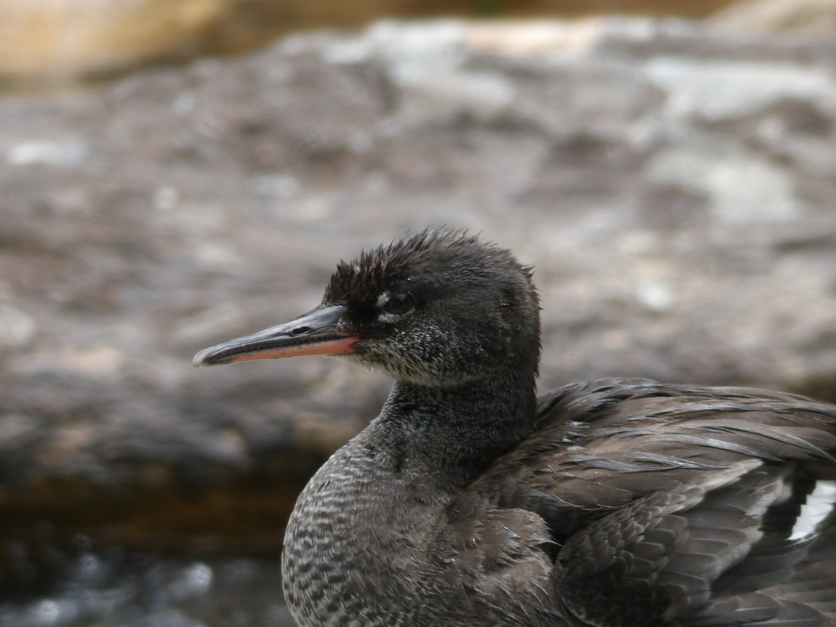 Brazilian Merganser - ML634470848