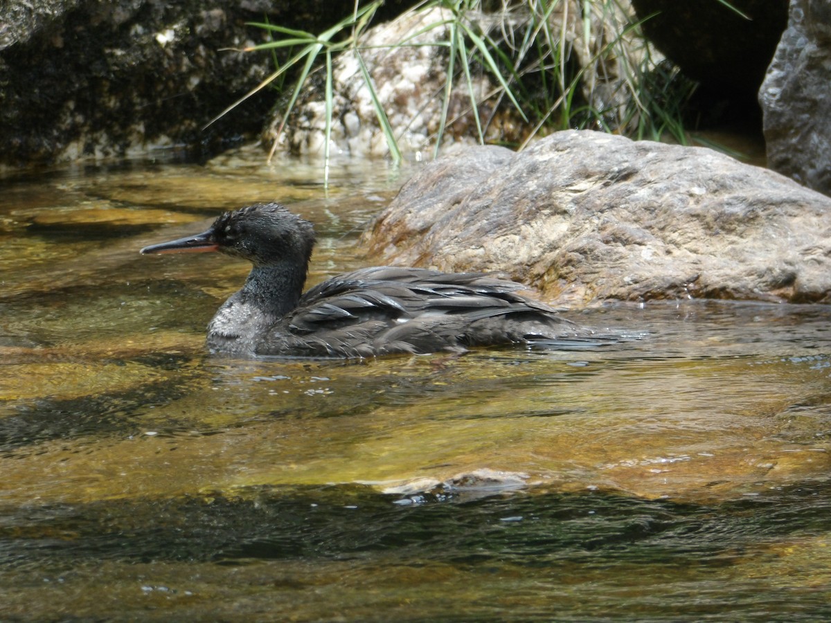 Brazilian Merganser - ML634470849