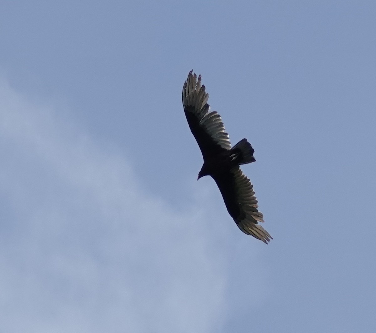 Turkey Vulture - ML634470927
